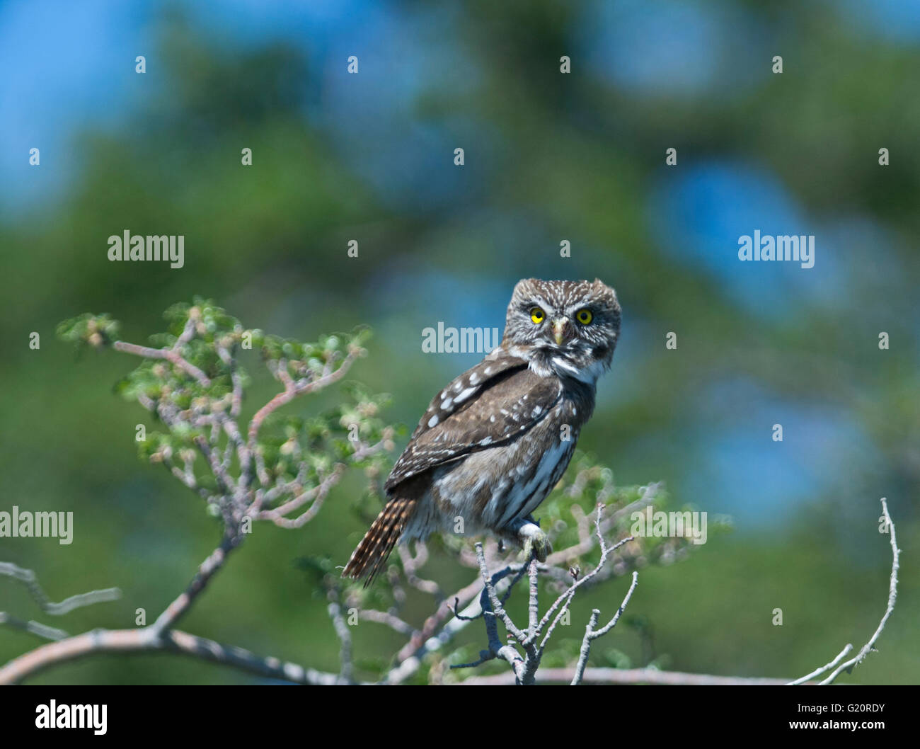 Austral pigmeo Glaucidium civetta nana Torrel del Paine National Park in Patagonia Cile Foto Stock
