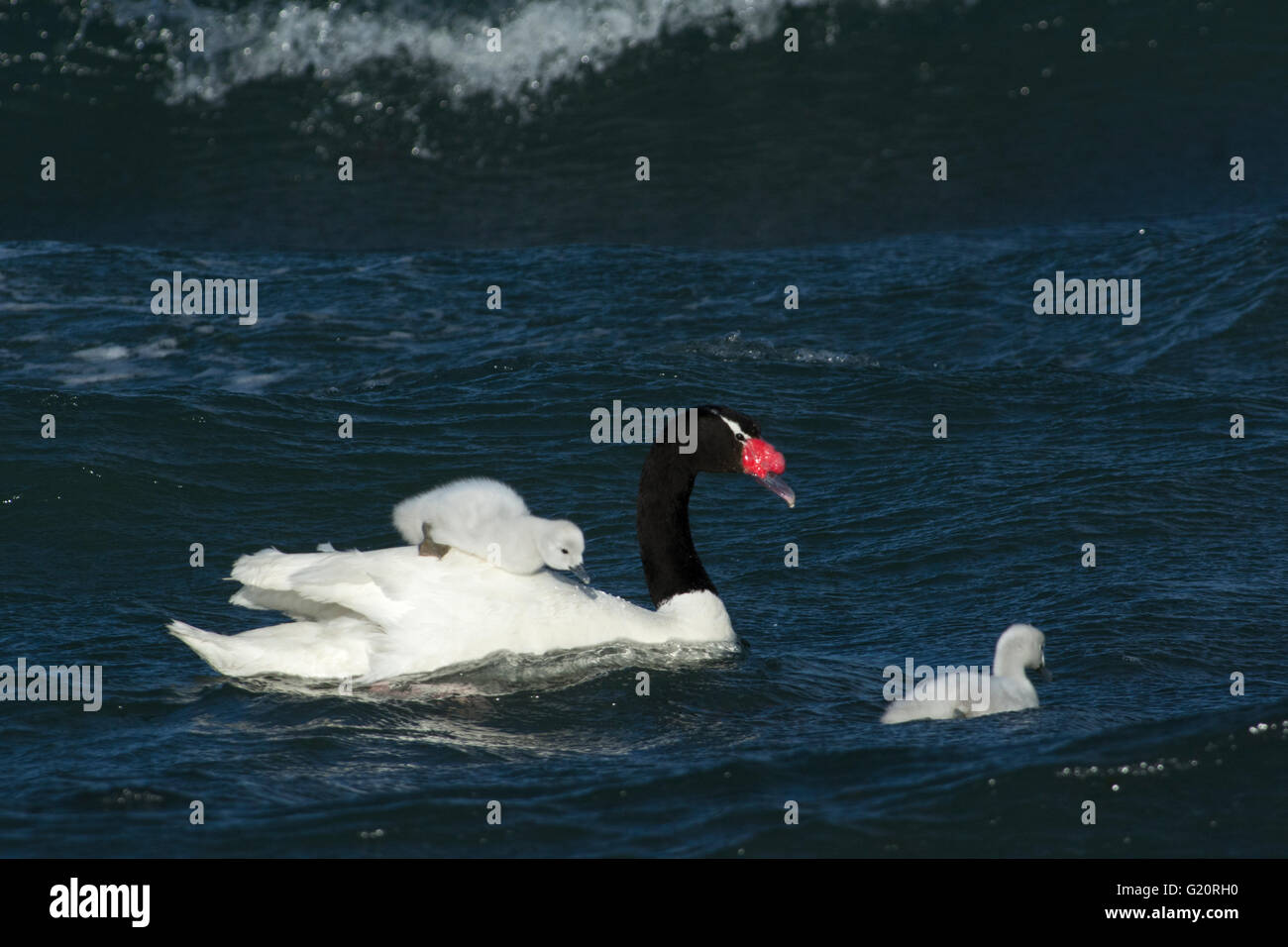 Nero a collo di cigno (Cygnus melancoryphus) con cygnets Patagonia Cile Foto Stock
