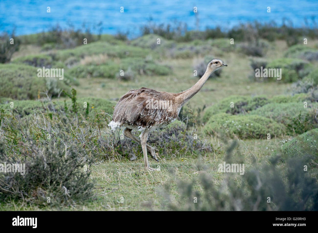 Darwin (rhea Rhea pennata), noto anche come il minore rhea Torres del Paine, Patagonia, Cile Foto Stock