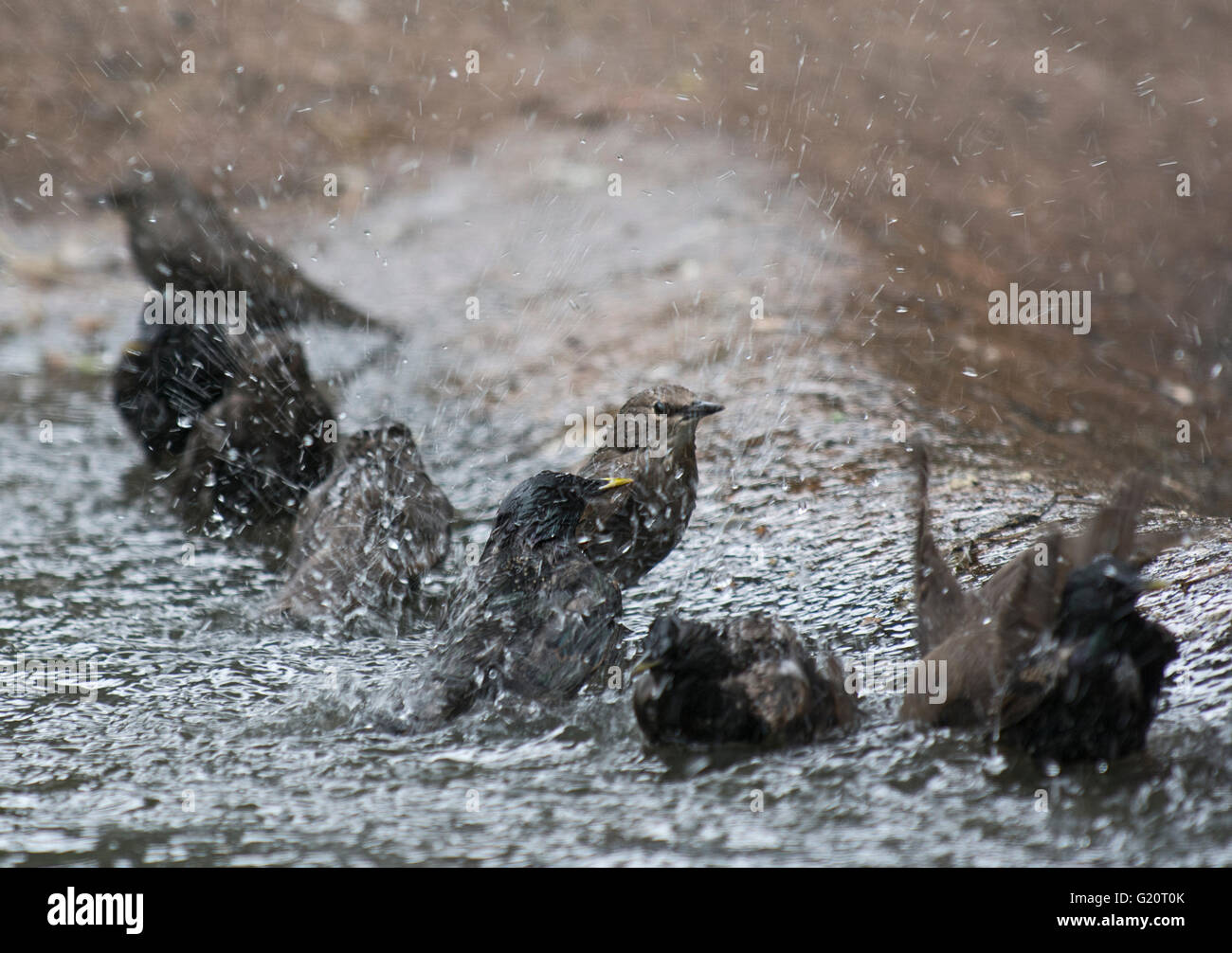 Per gli storni Sturnus vulgarus gregge di balneazione scozzese di Edimburgo Foto Stock