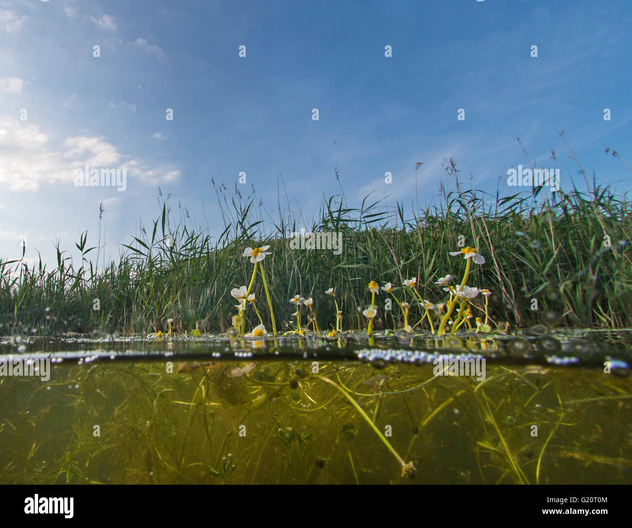 Crowfoot acqua Ranunculus aquatilis crescendo in diga a Cley NWT riserva estiva di Norfolk Foto Stock