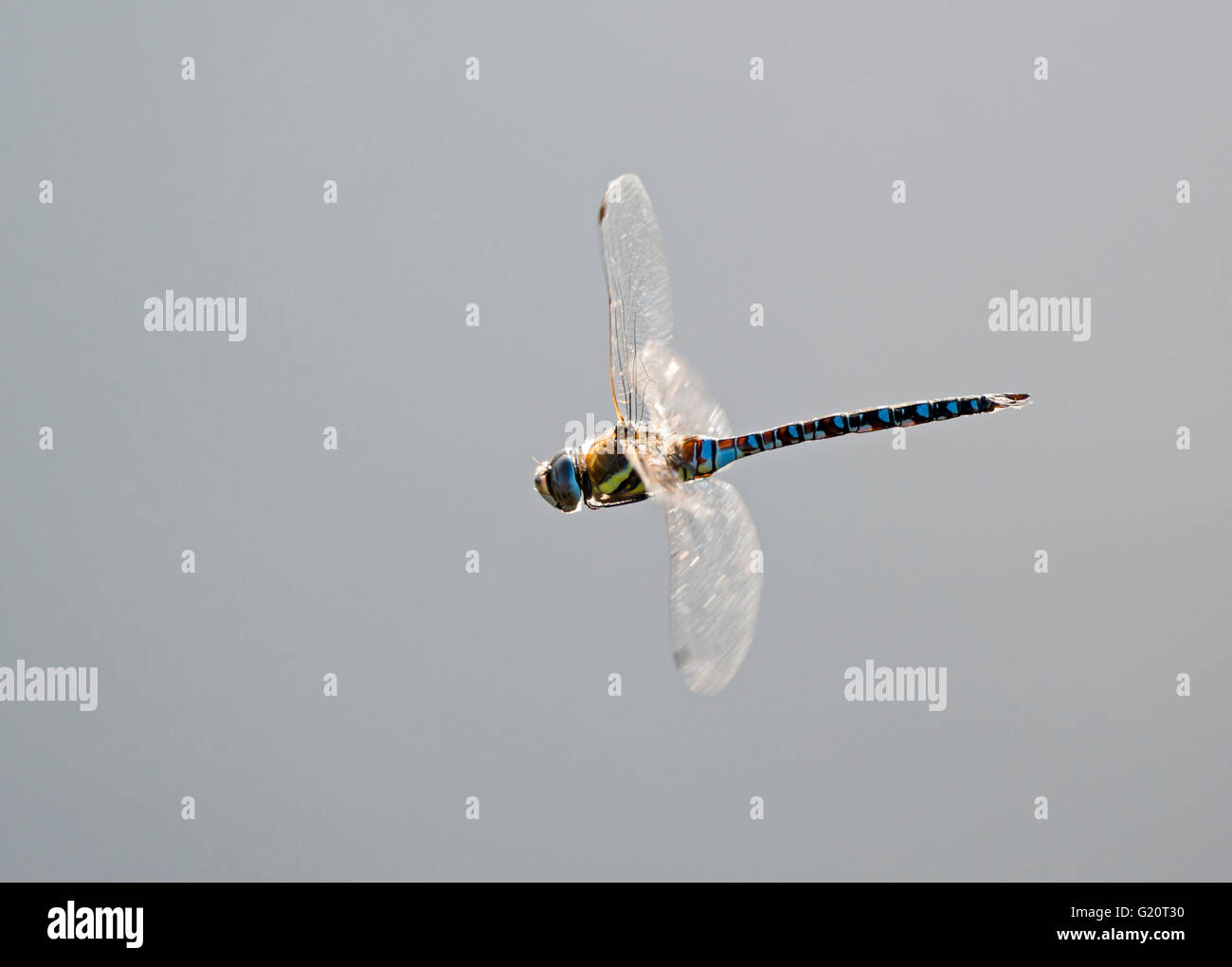 Migrant Hawker Libellula Aeshna mixta Cley Norfolk autunno Foto Stock