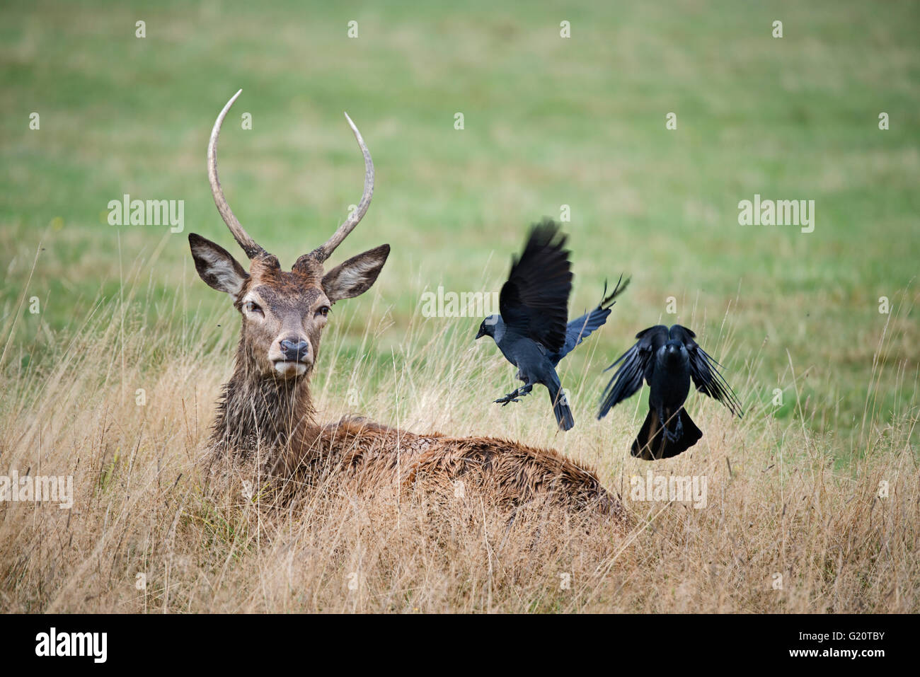 Il cervo (Cervus elaphus) cerbiatto con attendant Jackdaws ricerca per le zecche Richmond Park London Foto Stock