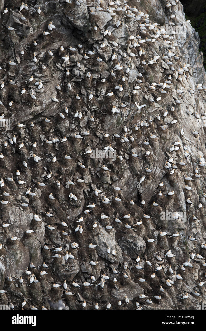 Northern Gannet Sula bassana colony Hermaness Unst Shetland Scozia Aprile Foto Stock
