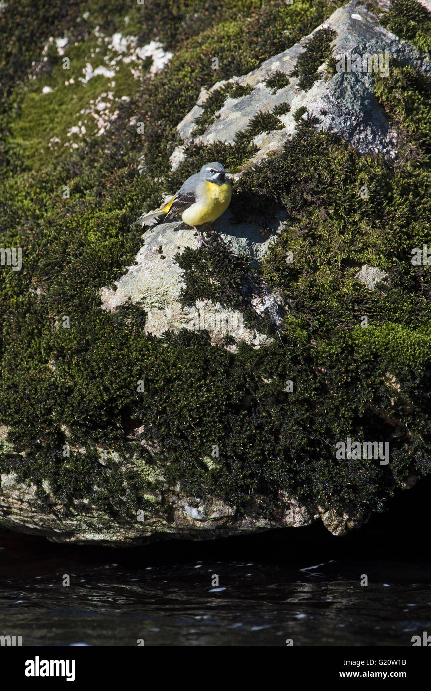 Gray Wagtail Motacilla cinerea Forsinaird maschio i flussi Sutherland & Caithness in Scozia Aprile Foto Stock