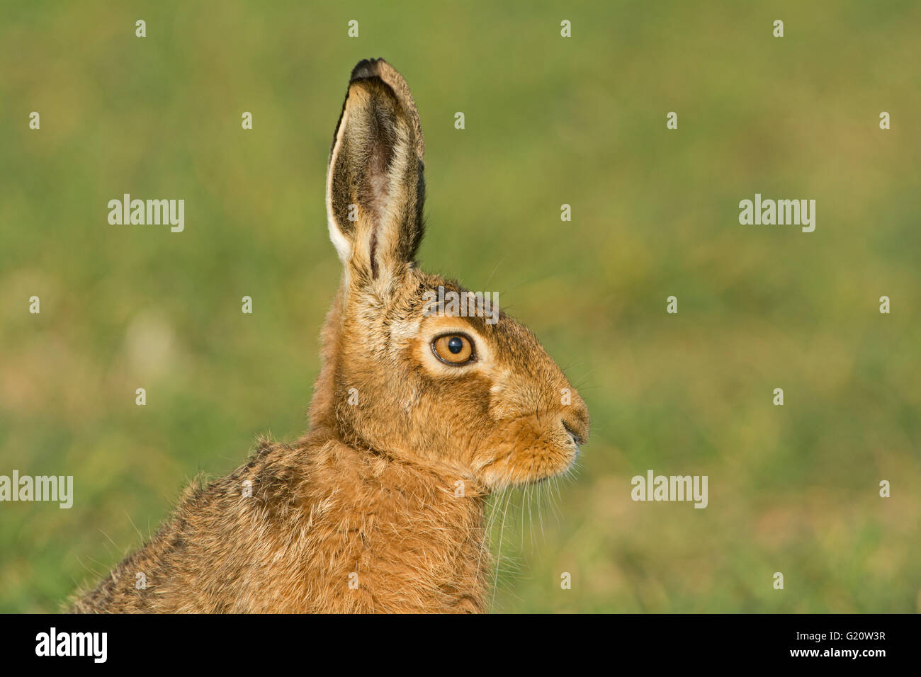 Unione Brown, lepre Lepus europaeus in inverno campo di grano NORFOLK REGNO UNITO Marzo Foto Stock