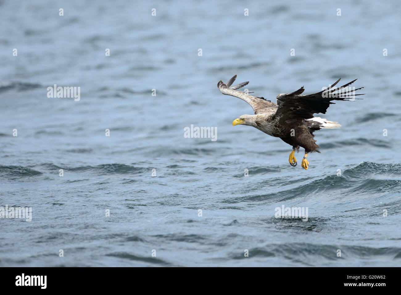 Aquila di mare a coda bianca in volo per catturare un pesce dall'acqua, Loch na Keal, Isola di Mull, Scozia Foto Stock