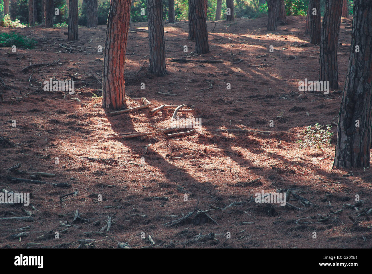 La luce del sole nella foresta Foto Stock