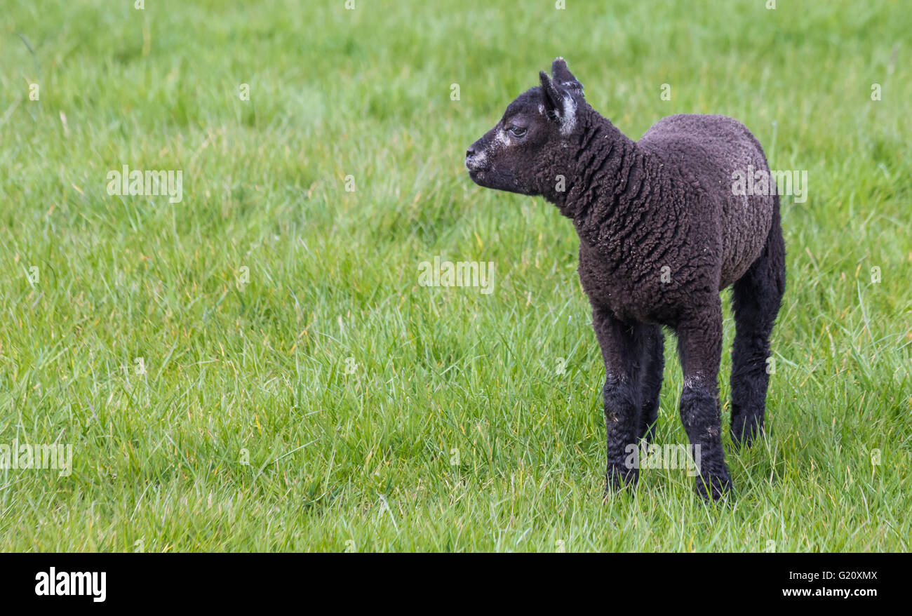 Giovane nero agnello in un verde prato Foto Stock