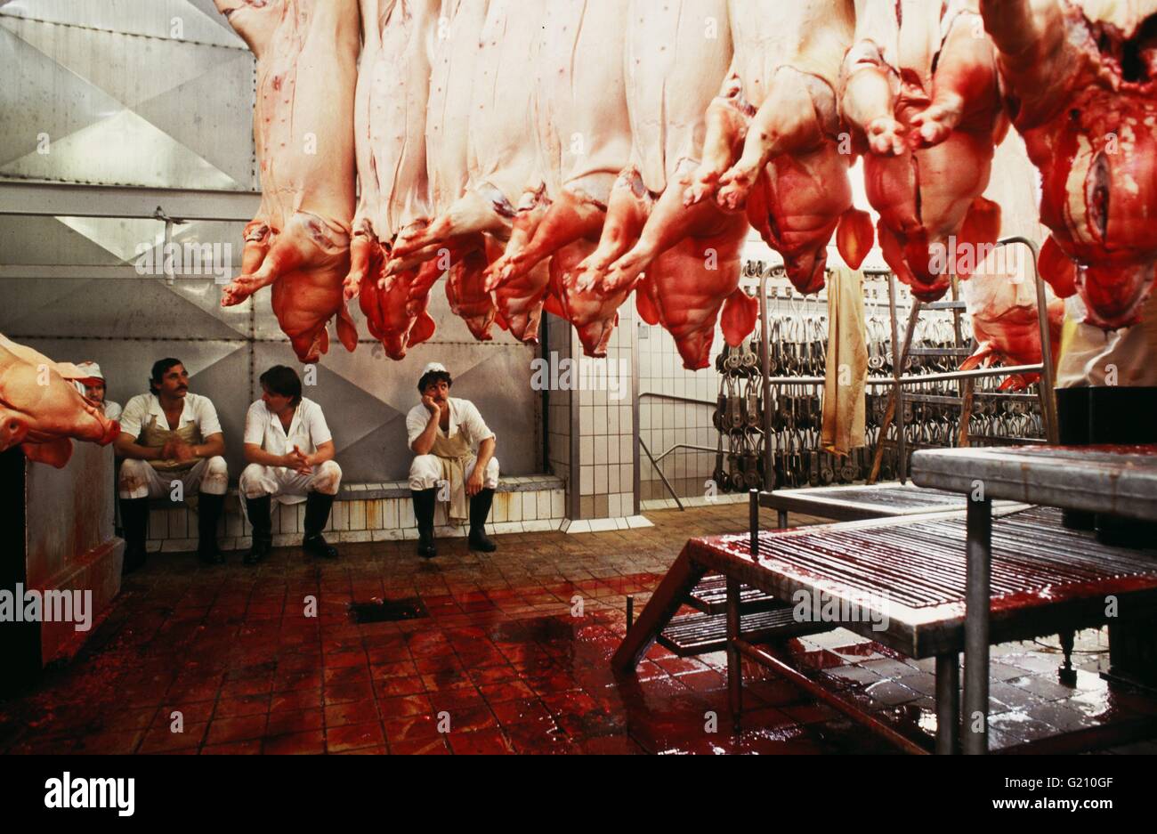 Benvenuti in Repubblica ceca - Studena. Macello. Suini morti appesi da ganci mentre i macellai prendere cinque Foto Stock