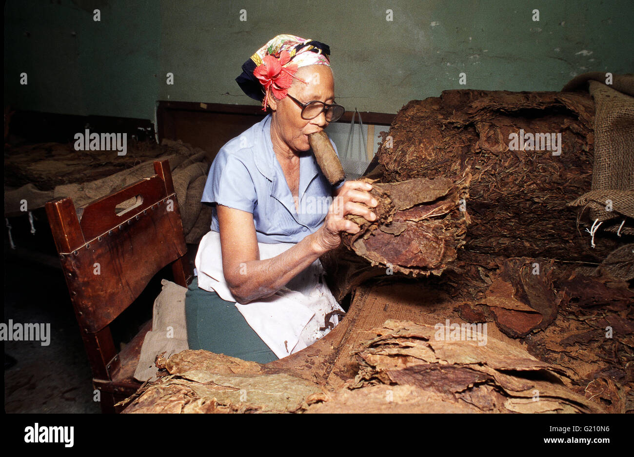 Cuba - Avana Partagas fabbrica. Donna cubana con grande sigaro seleziona le foglie di tabacco per la produzione di sigari Foto Stock