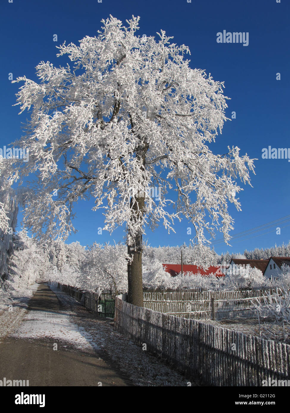 La brina si accumula sulla quercia a Poldovka, Repubblica Ceca Foto Stock