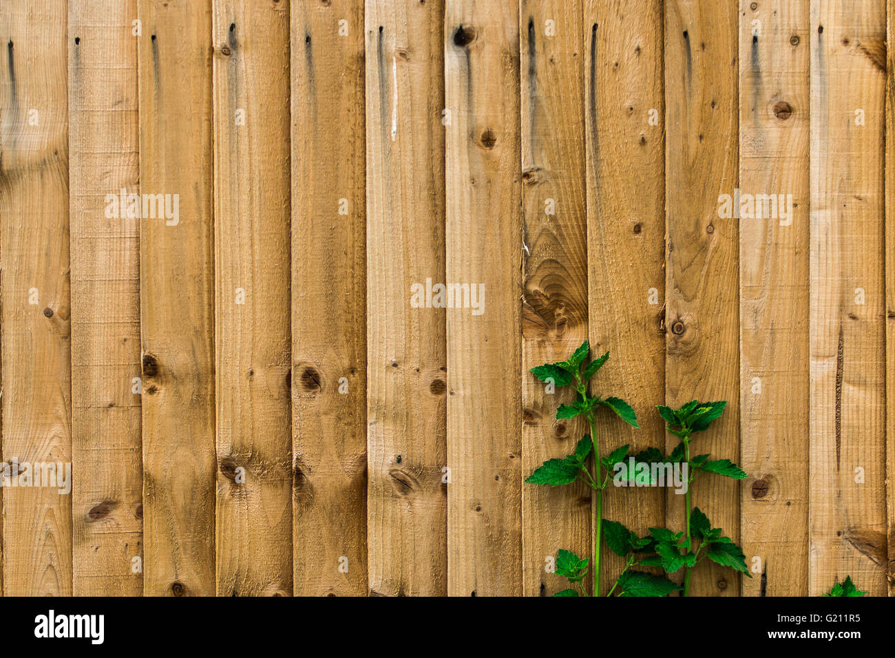 Staccionata in legno sfondo Foto Stock