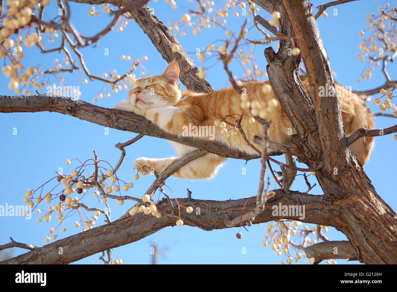 Catnapping nella struttura ad albero. Foto Stock
