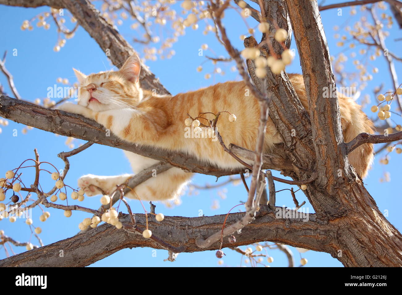 Giallo per adulti tabby cat è bilanciata sui rami e suono addormentato Foto Stock