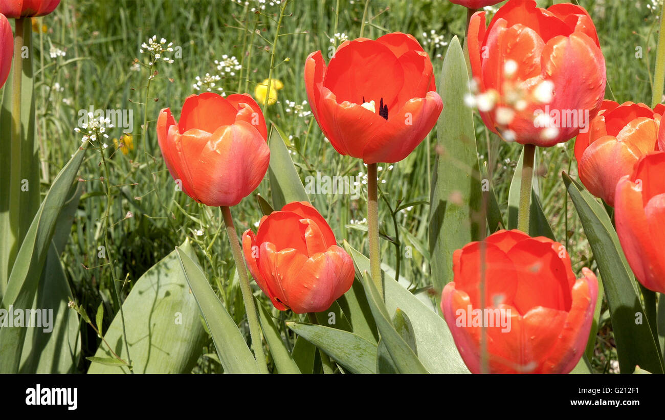 Tulipani rossi nel giardino aiuola nel vento Foto Stock