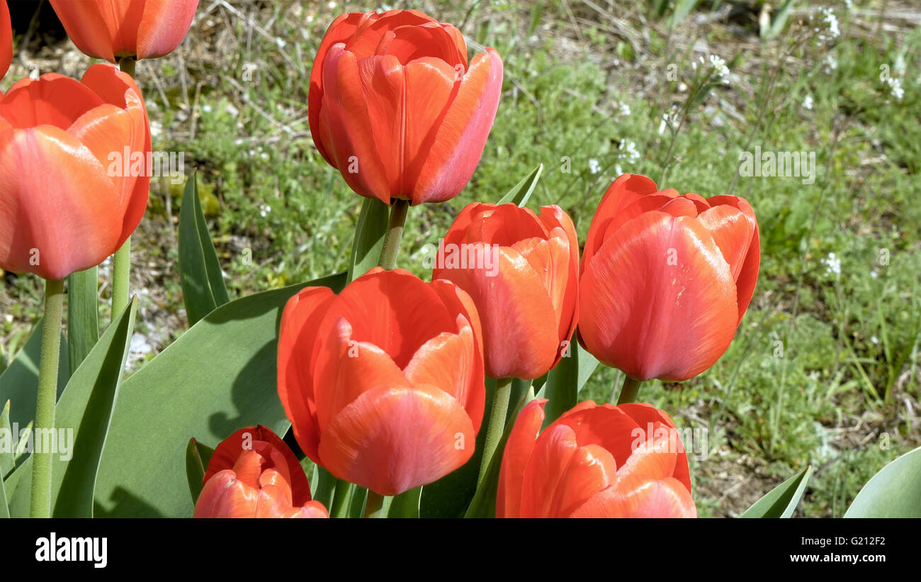 Tulipani rossi nel giardino aiuola nel vento Foto Stock