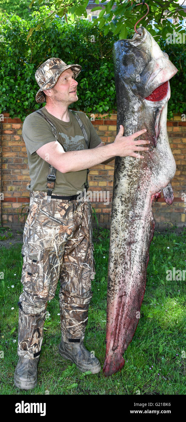 Francoforte, Germania. 22 Maggio, 2016. Rene Grenz da Francoforte sull'Oder pone con un lupo di mare catturati nel fiume Oder a Francoforte sull'Oder, Germania, 22 maggio 2016. Il gattuccio di mare pesa 48 chilogrammi ed è 1,85 metri di lunghezza. Credito: dpa picture alliance/Alamy Live News Foto Stock