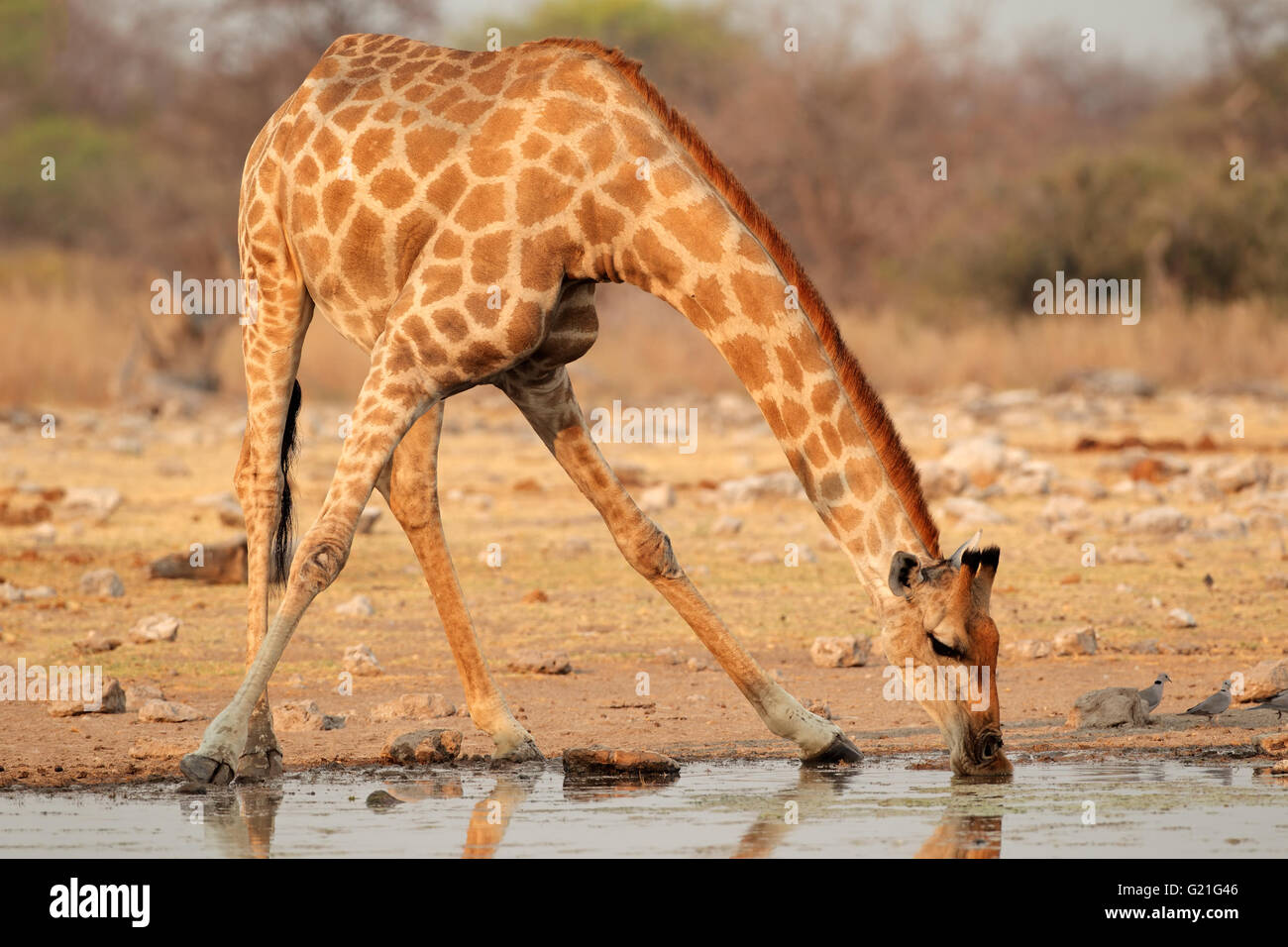 Giraffe (Giraffa camelopardalis) acqua potabile, il Parco Nazionale di Etosha, Namibia Foto Stock