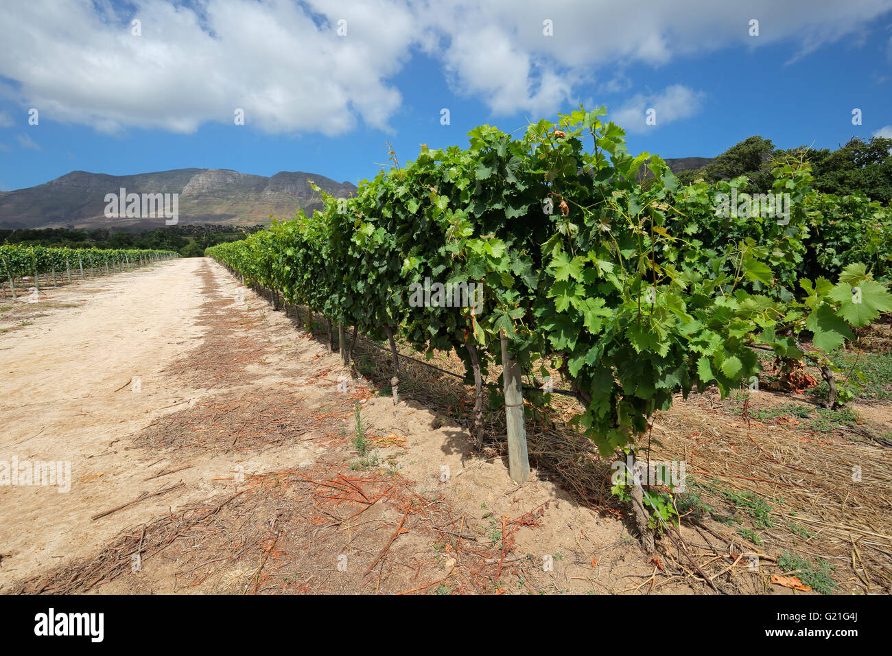 Paesaggio di una vigna contro uno sfondo di montagne, Cape Town, Sud Africa Foto Stock Paesaggio di una vigna contro uno sfondo di montagne, Cape Town, Sud Africa Foto Stock