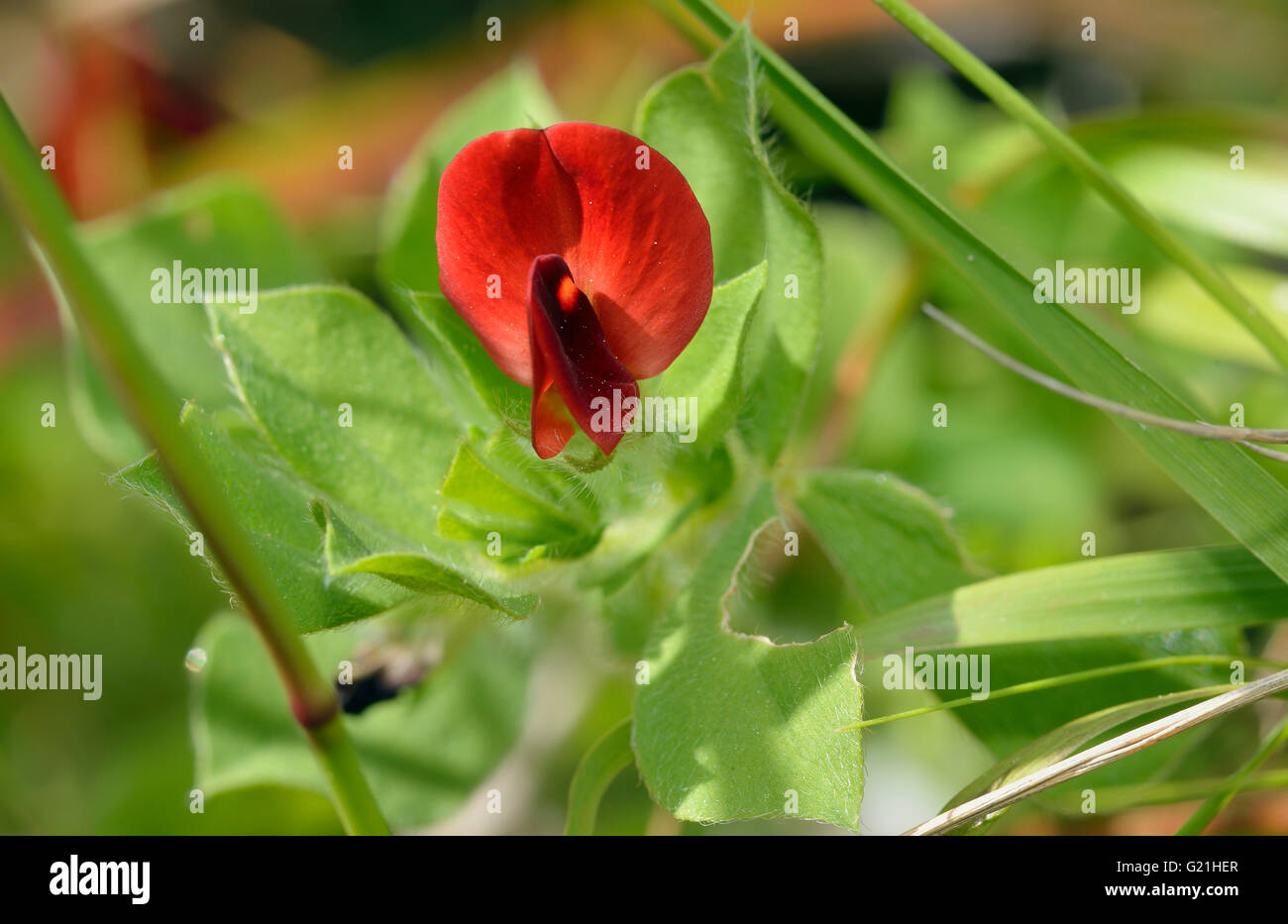 Winged o asparagi Pea - Lotus tetragonolobus syn. Tetragonolobus purpureus Foto Stock