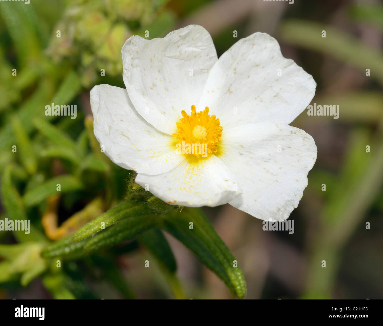 A stretta lasciava cisto - Cistus monspeliensis fiore bianco provenienti da Cipro Foto Stock