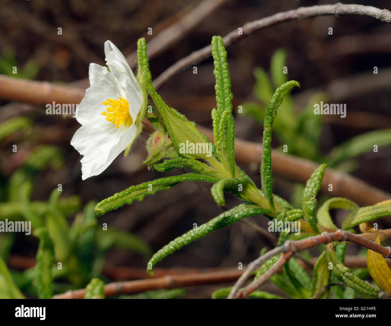 A stretta lasciava cisto - Cistus monspeliensis fiore bianco provenienti da Cipro Foto Stock