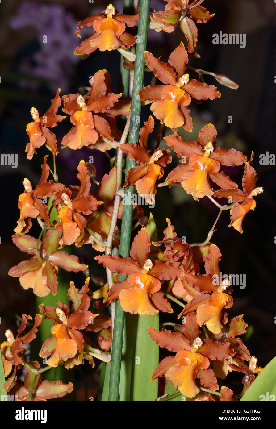 Colmanara (Oncistele) Catatante 'Pacific Sun Spot' incrocio tra Oncidium Sphacetante e Oncostele Wildcat Foto Stock