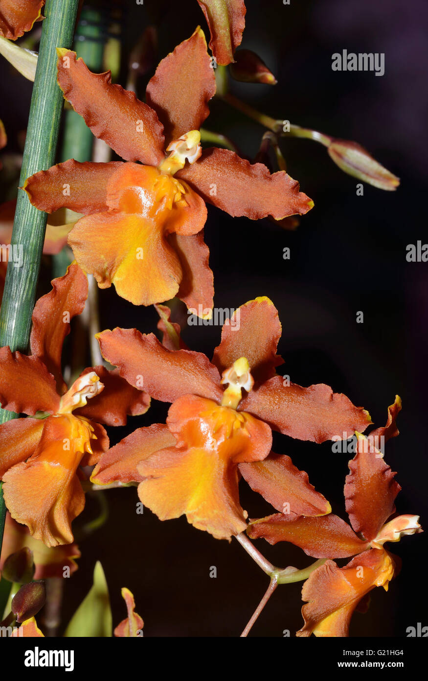 Colmanara (Oncistele) Catatante 'Pacific Sun Spot' incrocio tra Oncidium Sphacetante e Oncostele Wildcat Foto Stock