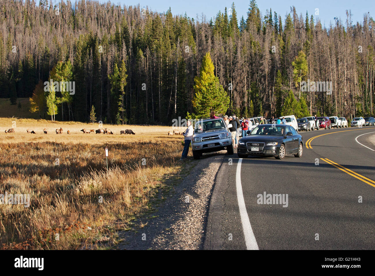 I turisti a guardare Rocky Mountain elk Cervus canadensis nelsoni West Parco a ferro di cavallo Foto Stock