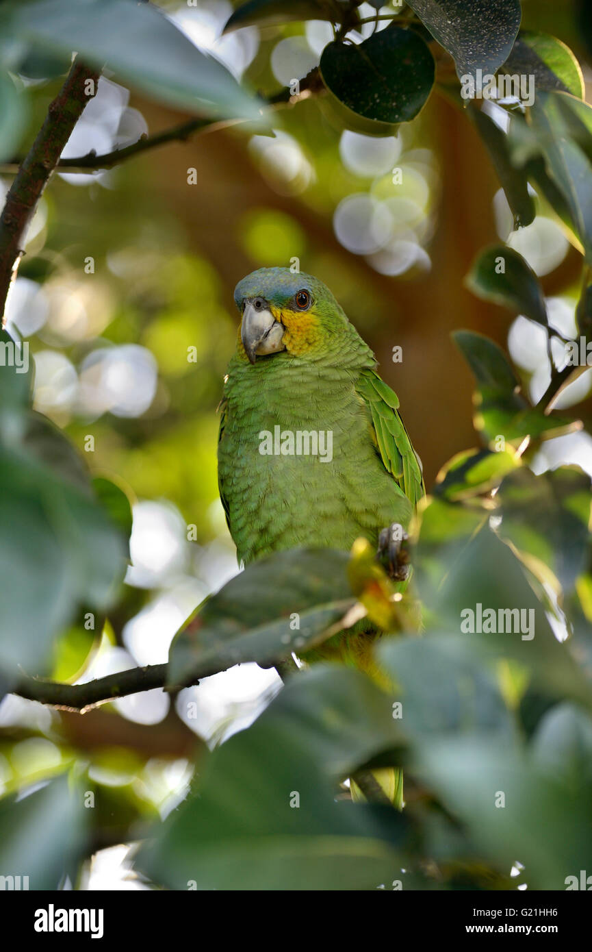 Blu-fronteggiata amazon (Amazon aestiva) seduta nella struttura ad albero, la foresta pluviale amazzonica vicino Rio Tapajos, Itaituba distretto, stato di Pará Foto Stock