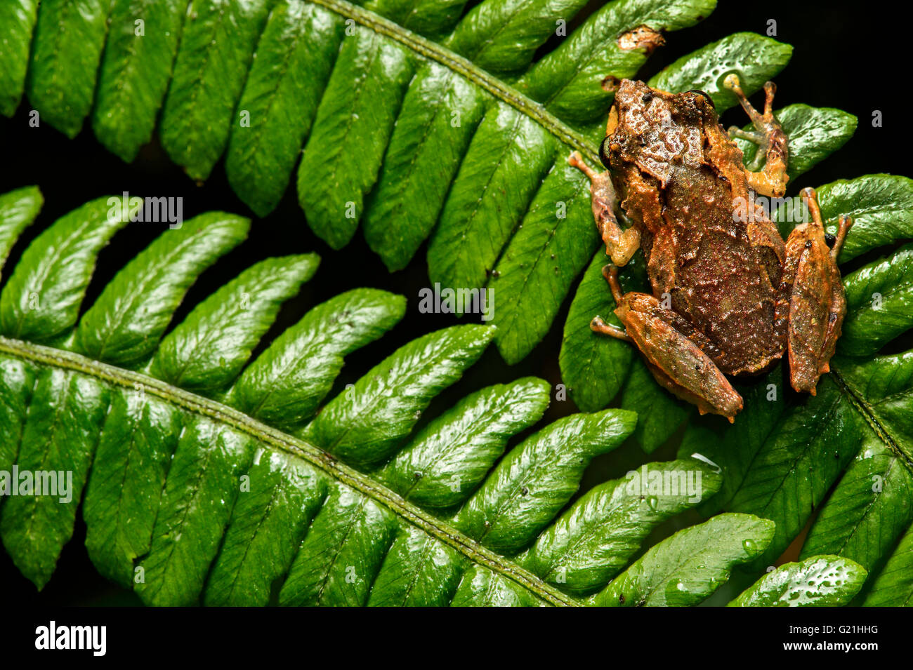 Rana Neotropical (Pristimantis bellator) Tapichalaca riserva naturale, Andino cloud forest, Ecuador Foto Stock