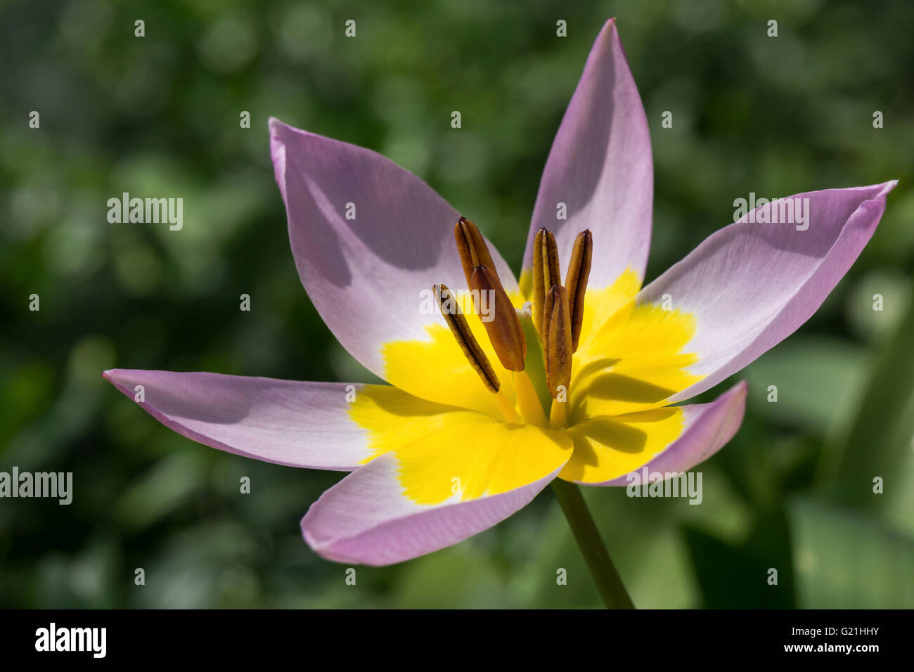 Giallo-viola tulip, nano tulip (Tulipa humilis), farà fede il timbro postale e stami, Wildtulpe, Baden-Württemberg, Germania Foto Stock