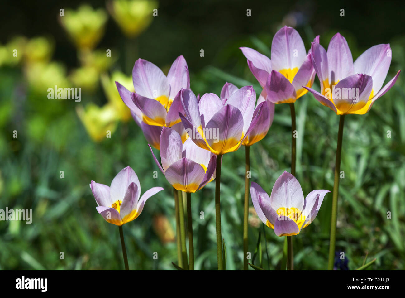 Viola e tulipani gialli, Tulipa saxatilis, Tulipano selvatico, Baden-Württemberg, Germania Foto Stock