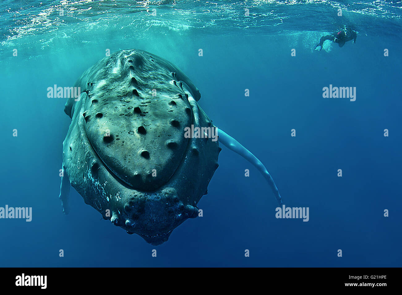 Humpback Whale (Megaptera novaeangliae) con subacqueo, argento banche, Repubblica Dominicana Foto Stock