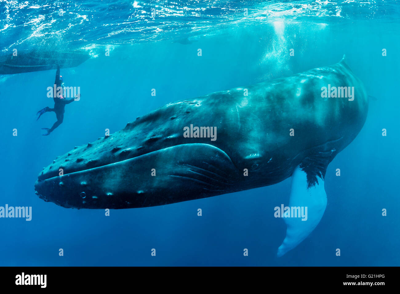 Humpback Whale (Megaptera novaeangliae) con subacqueo, argento banche, Repubblica Dominicana Foto Stock