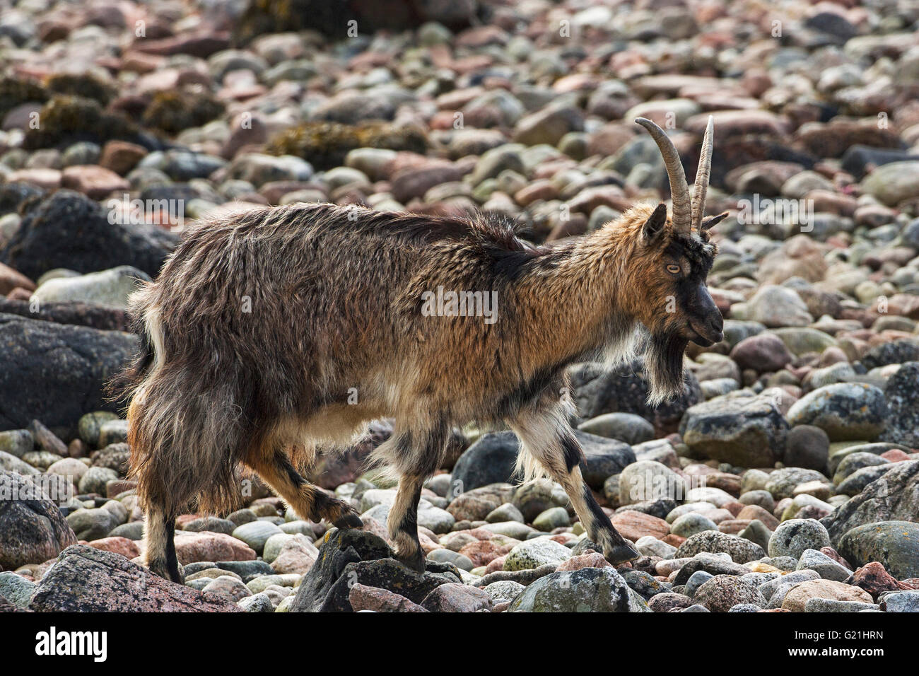 Capra selvatici sulla spiaggia sassosa vicino Glengalmadale Kingairloch Argyllshire Scotland Regno Unito Foto Stock