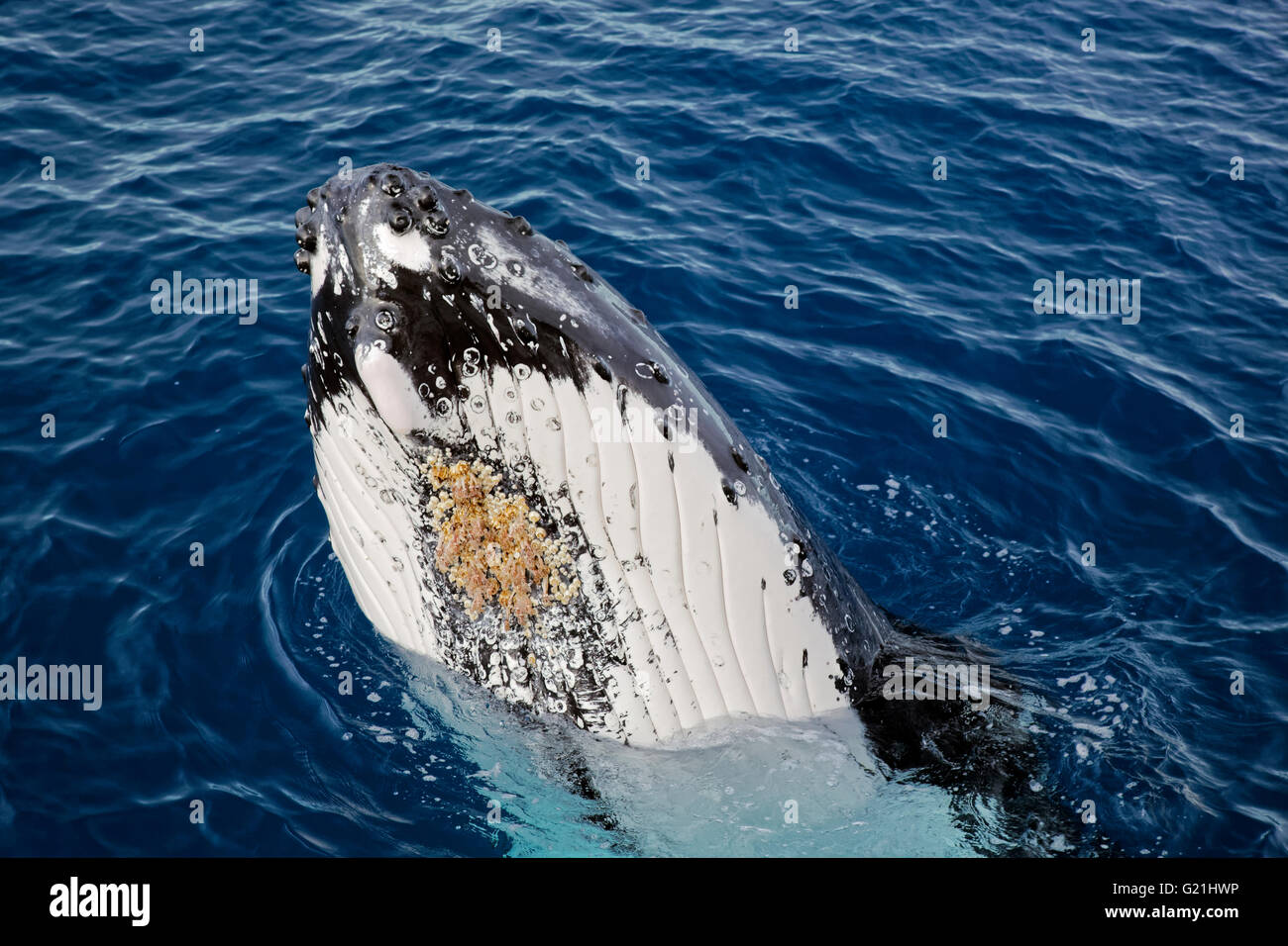 Humpback Whale (Megaptera novaeangliae), emerge, gola borsa con scanalature di gola e crostacei parassiti, Banca d'argento, Foto Stock