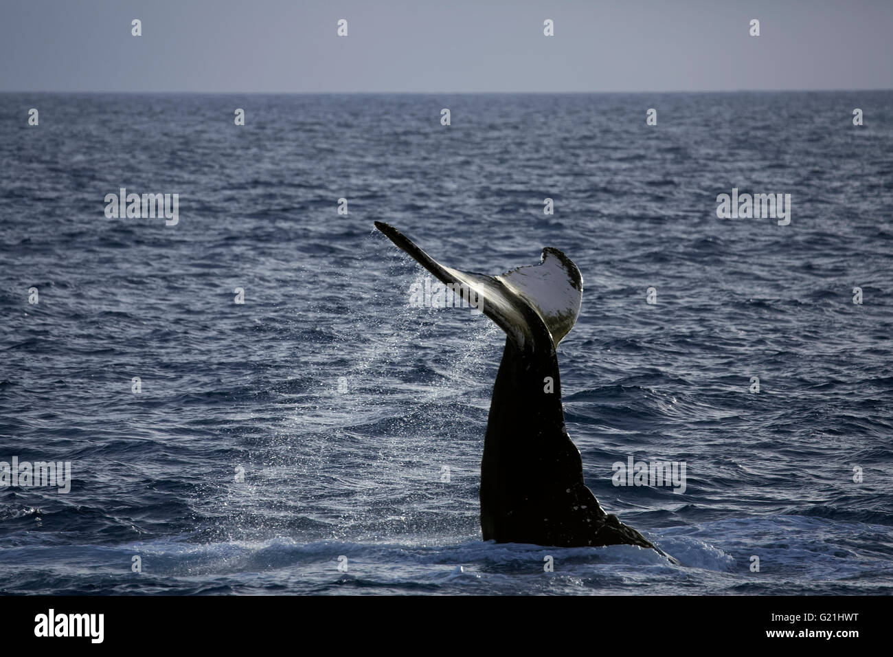 Humpback Whale (Megaptera novaeangliae) specie-tipico comportamento, colpendo con pinna di coda, Fluke sulla superficie dell'acqua, coda slapping, Foto Stock