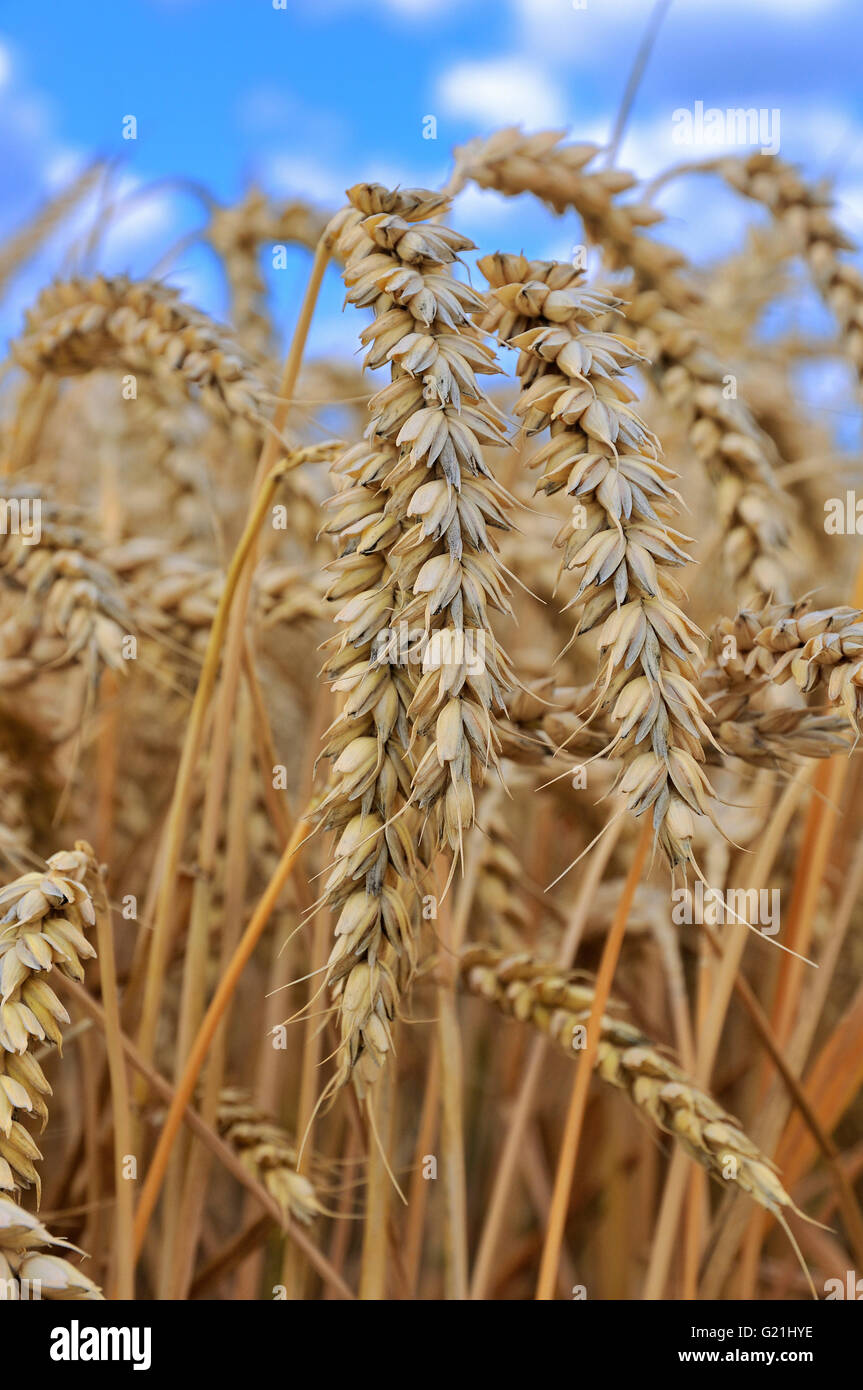 Mature spighe di grano (Triticum sp.), Nord Reno-Westfalia, Germania Foto Stock