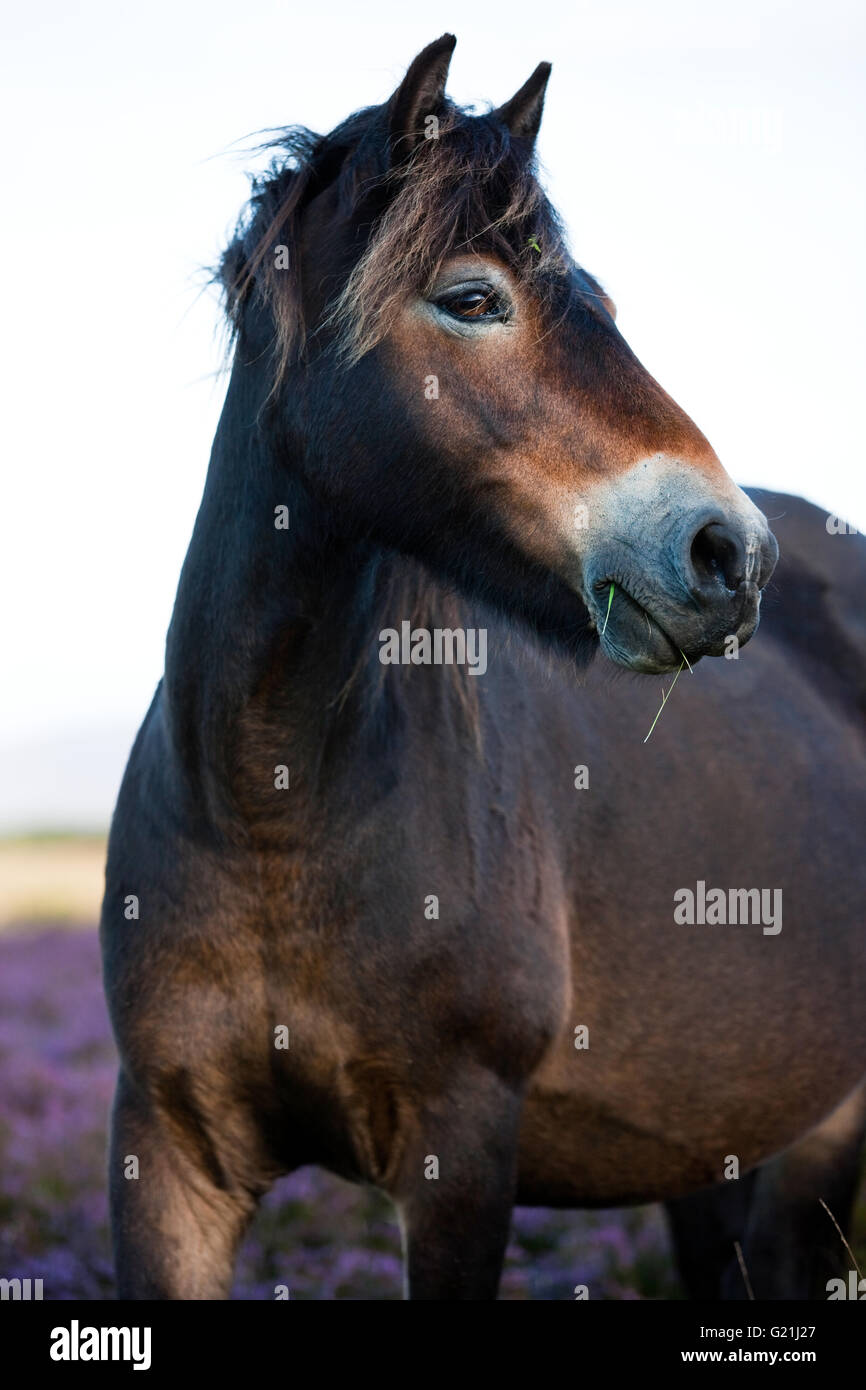 Exmoor Pony, ritratto, Parco Nazionale di Exmoor, Somerset, Inghilterra, Regno Unito Foto Stock
