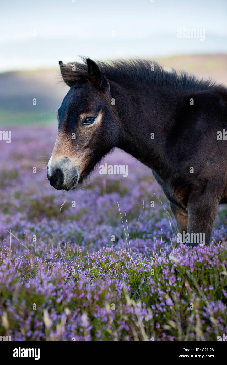 Exmoor Pony, puledro, ritratto, fioritura heather, eideandschaft, Parco Nazionale di Exmoor, Somerset, Inghilterra, Regno Unito Foto Stock