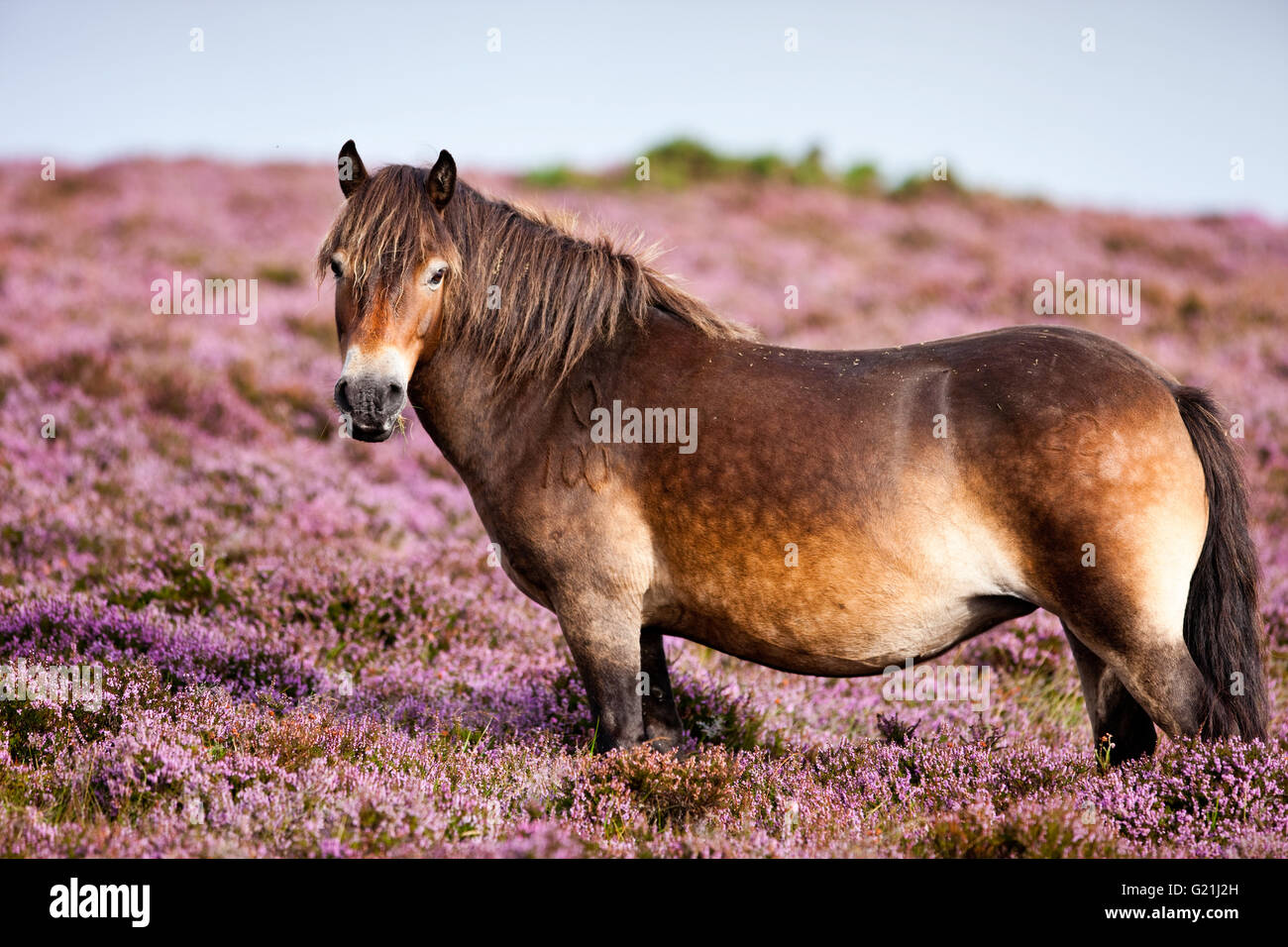 Exmoor Pony, fioritura heather, brughiere, Parco Nazionale di Exmoor, Somerset, Inghilterra, Regno Unito Foto Stock