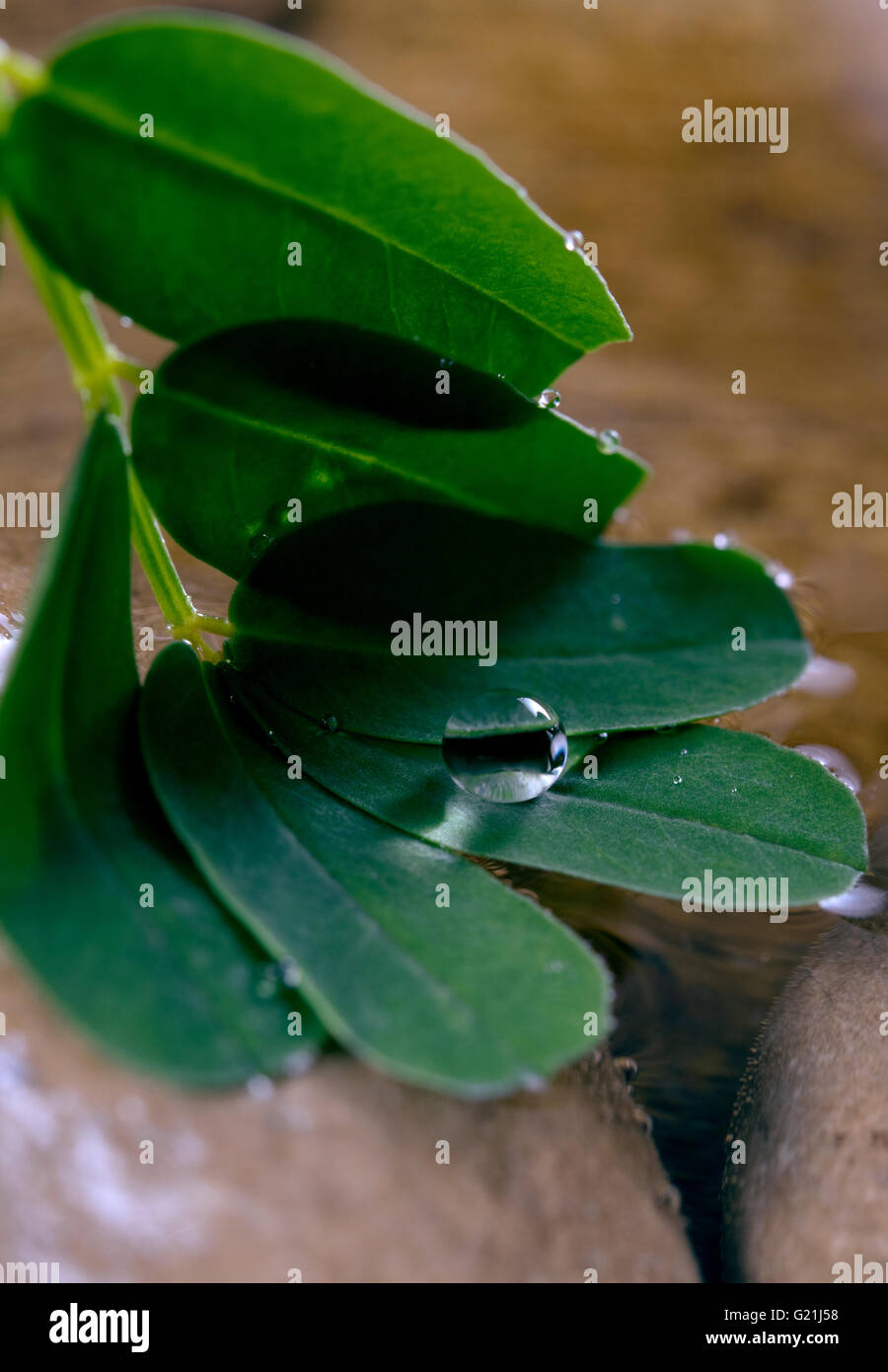 Foglie verdi sulle pietre con acqua Foto Stock