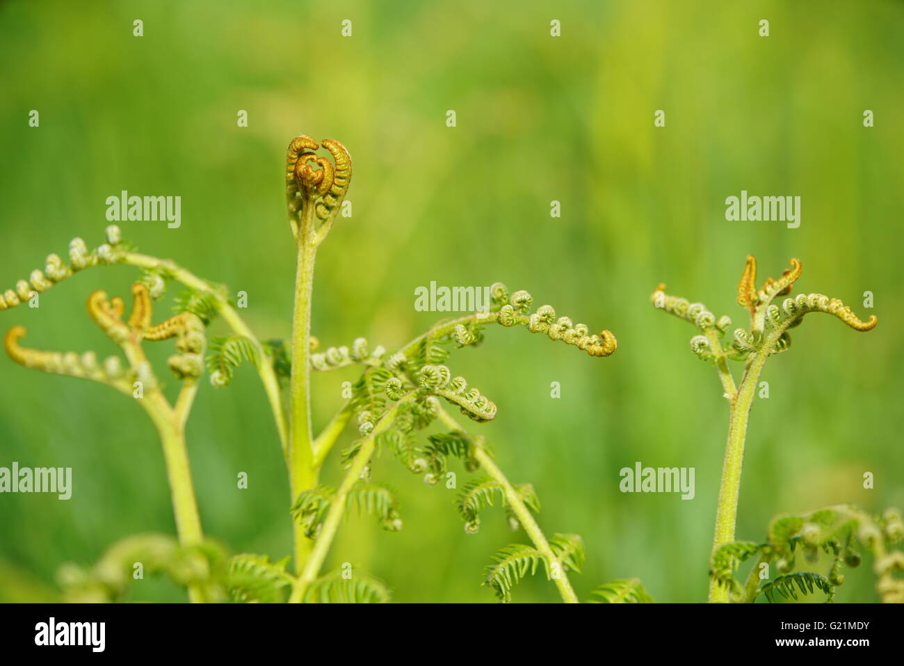 Felci che si dispiega nella molla Foto Stock