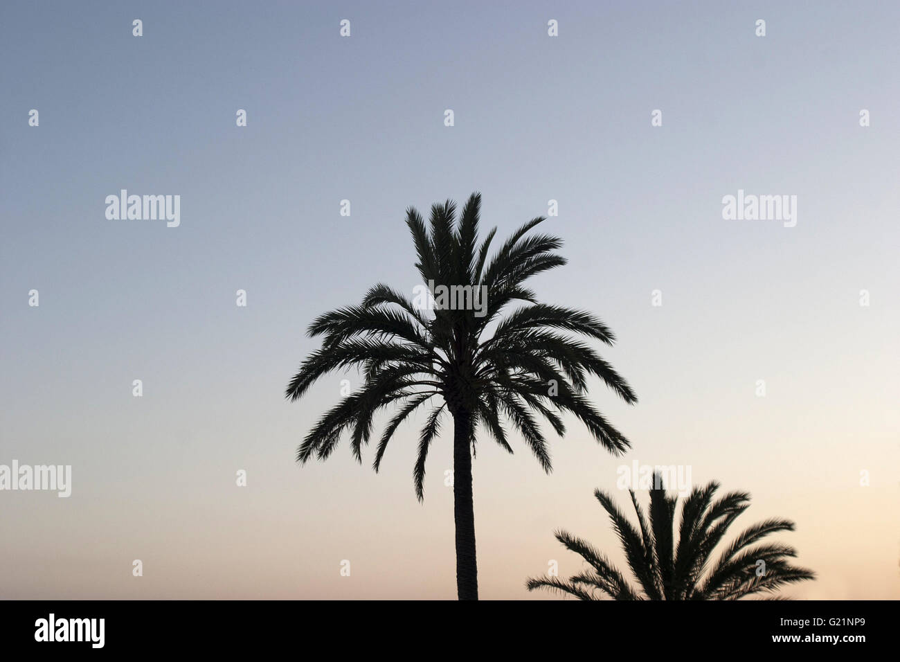 Una bella immagine poetica di due palme sul viale di Palma il colpo da sotto contro il cielo al tramonto, Palma Foto Stock
