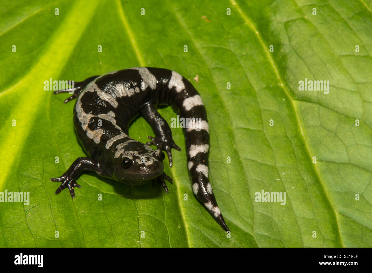 Salamandra in marmo Foto Stock