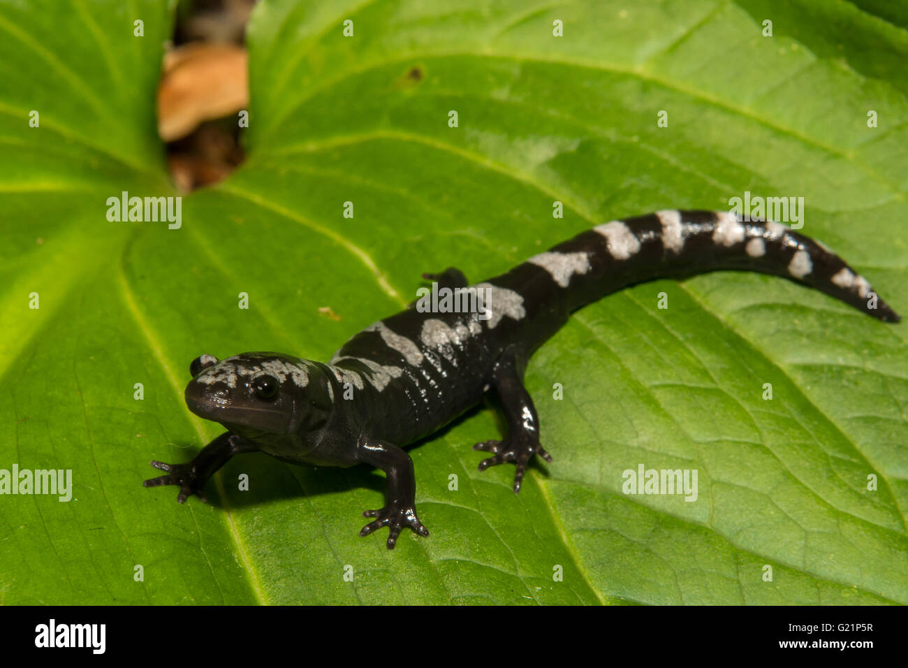 Salamandra in marmo Foto Stock
