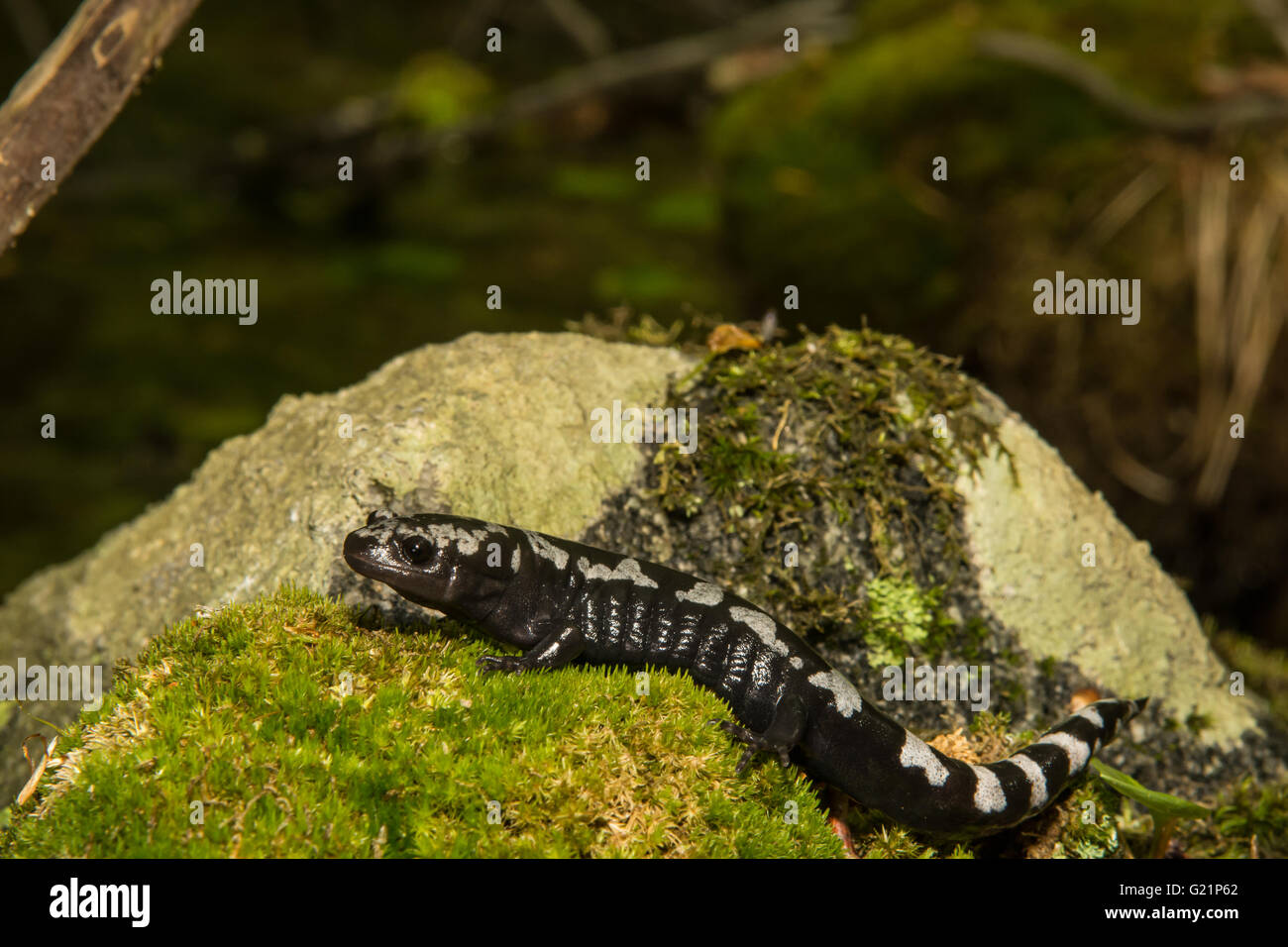 Salamandra in marmo Foto Stock