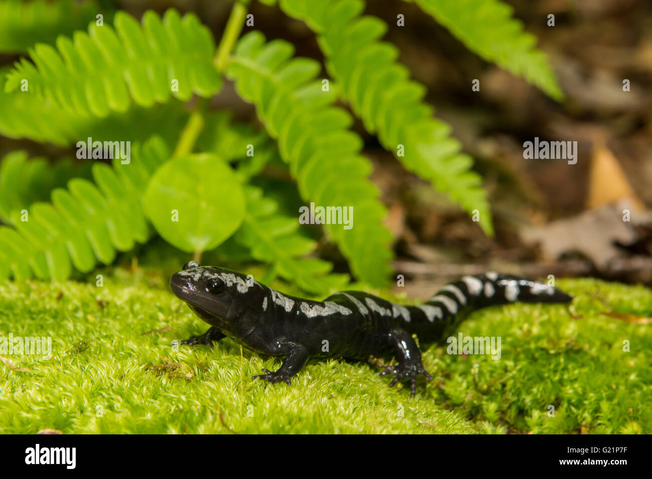 Salamandra in marmo Foto Stock